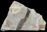 Pecopteris Fern Fossil - Missouri #65956-1